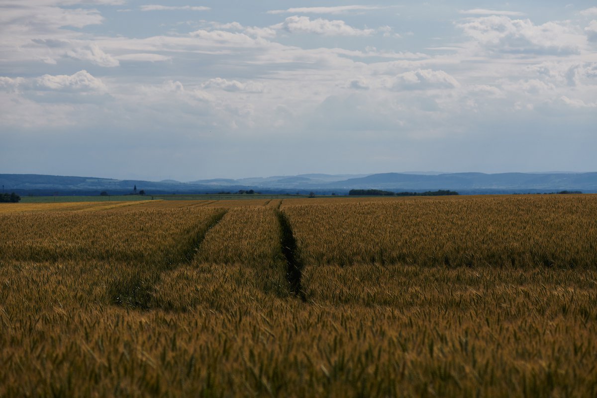 Getreidefeld-Ausblick_021.jpg