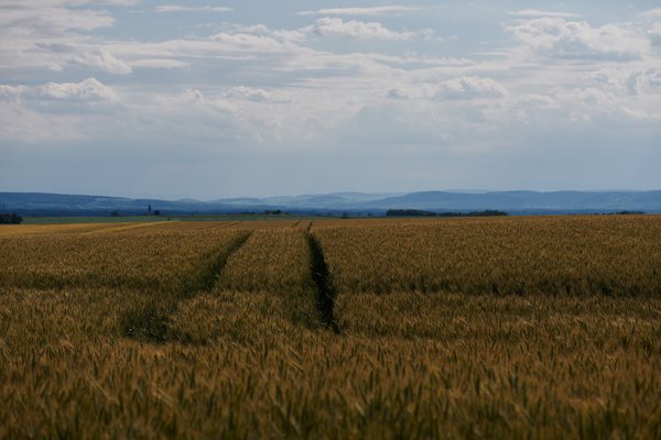Getreidefeld-Ausblick_021.jpg