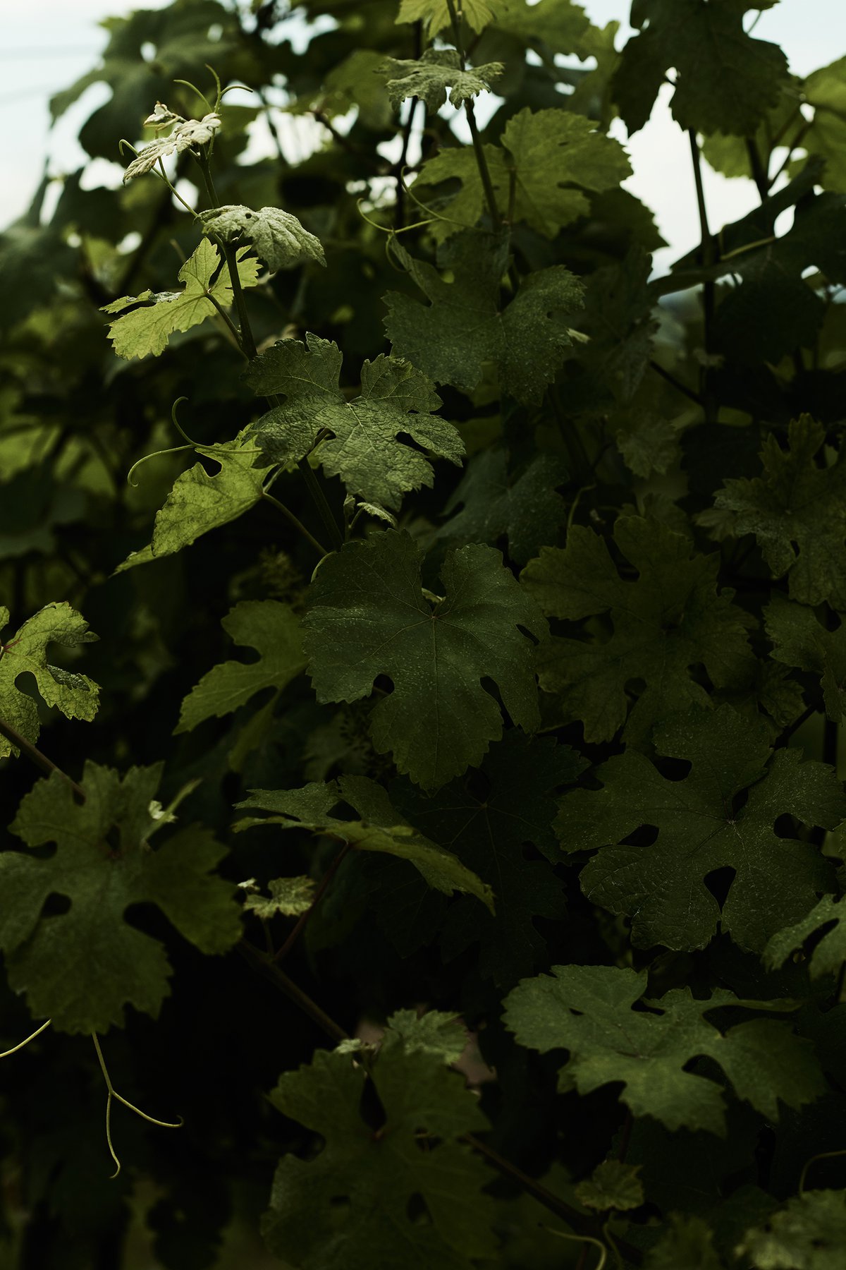 Weinreben-Detail_026.jpg