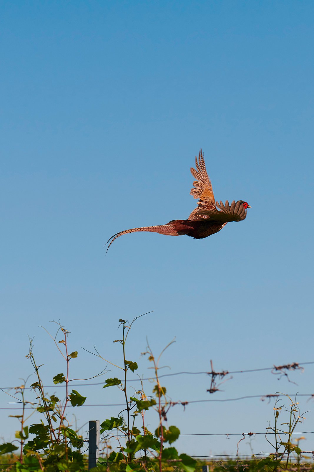 Fasan-im-Flug-über-Weingarten_001---hoch.jpg