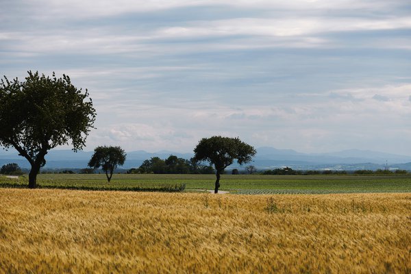 Wagram-Landschaft-Acker_049.jpg